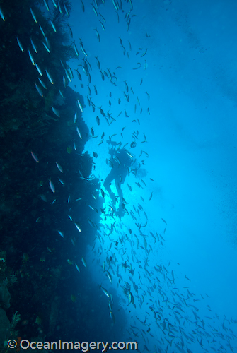 A diver at E6 - Fiji