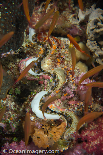 A large and colorful Giant Clam..